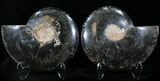 Black Ammonite Pair - Rare Coloration #23919-1
